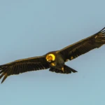 The condor flies