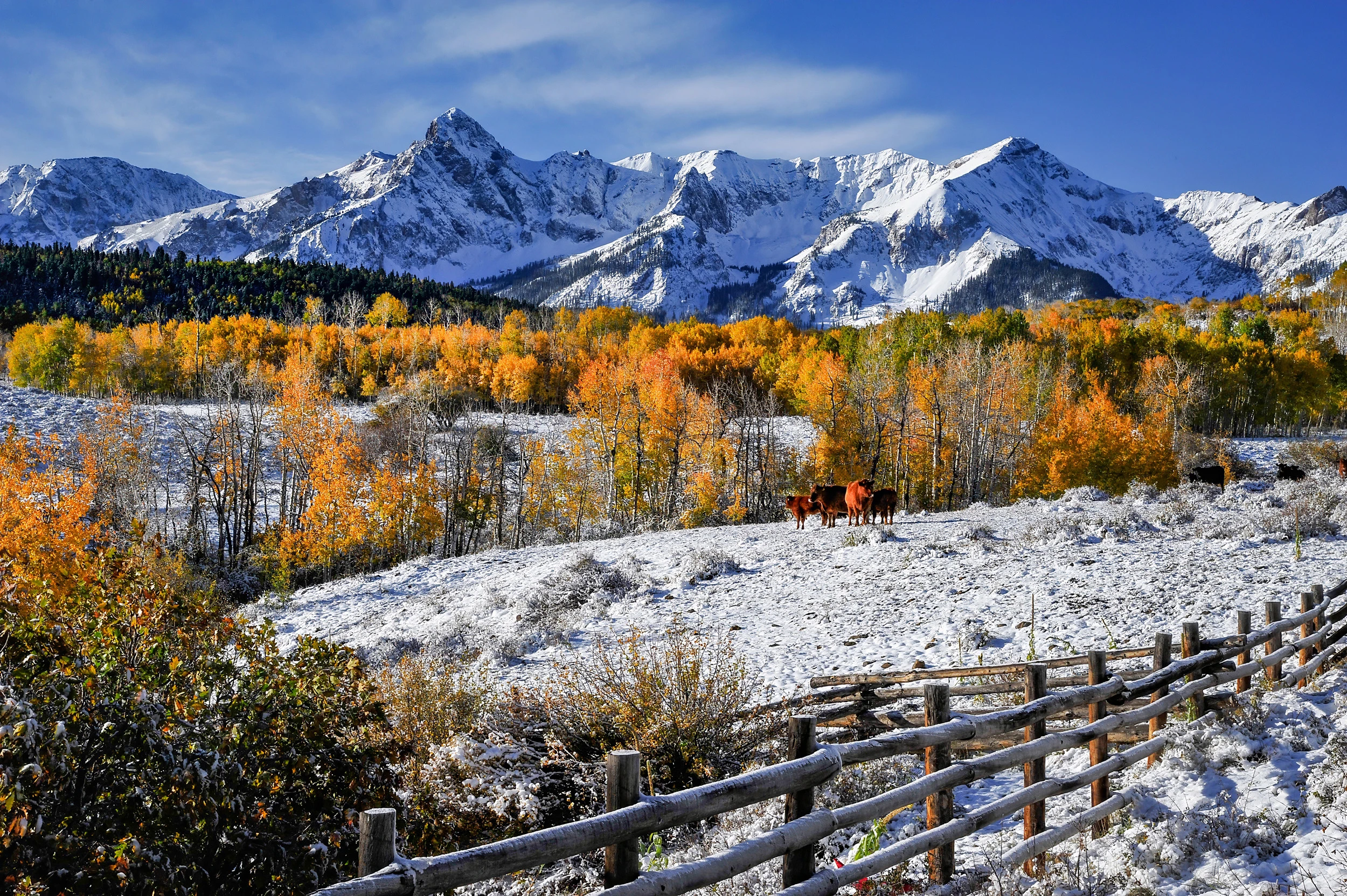 Cows, Colorado – photo by Reiner Boehme