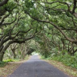 Tree tunnel along the coast