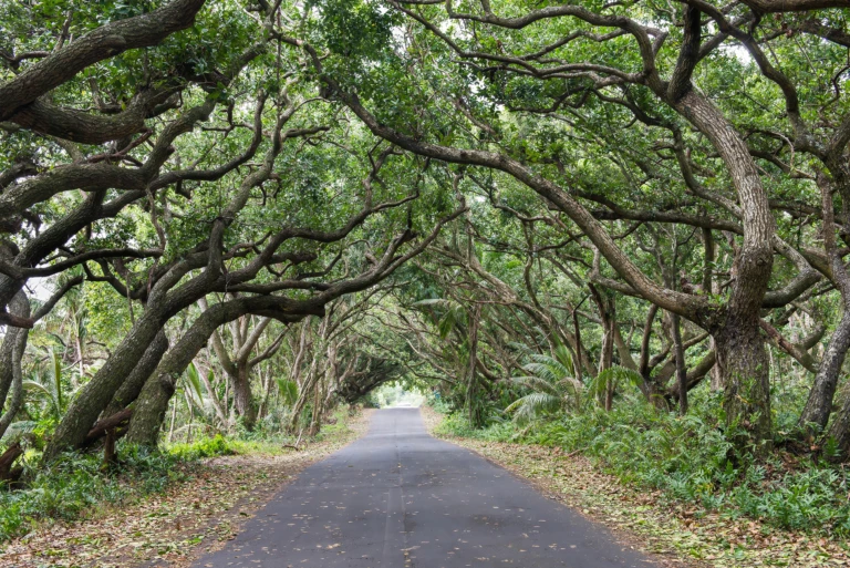 Tree tunnel along the coast