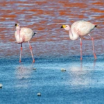 Laguna Colorada