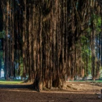 Banyan tree in the park