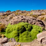 About 400 years old Yareta plant