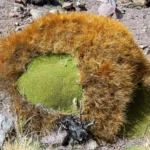 Yareta