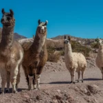 Lamas