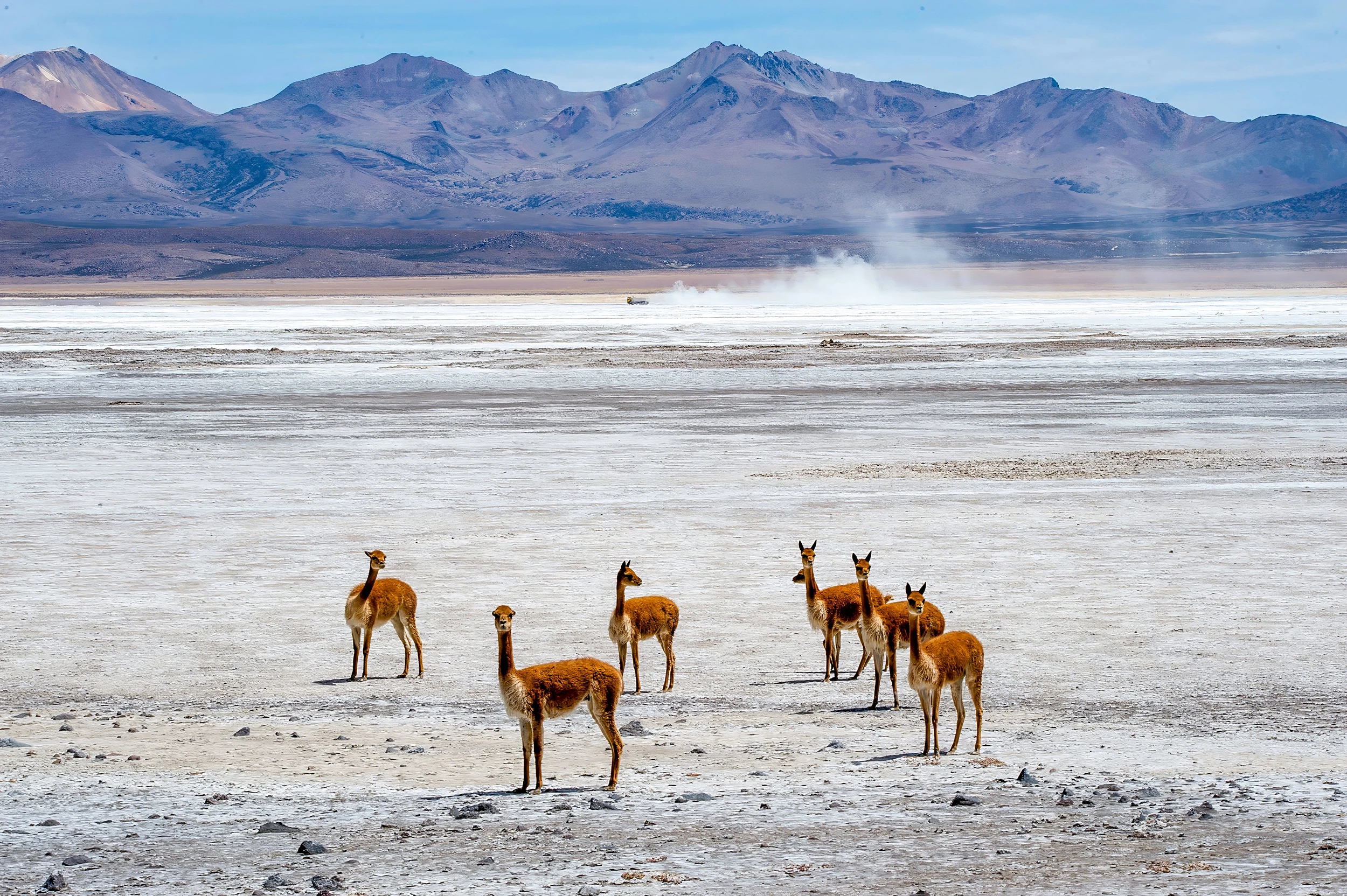 Guanakos, Chile – photo by Reiner Boehme