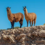 Lamas