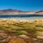 Salar de Surire V