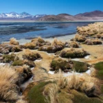 Salar de Surire III
