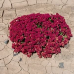 Flowers in the Atacama