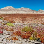 After 11 years flowers bloom in the Atacama