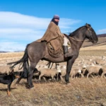 Gaucho