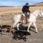 Gaucho following his sheep