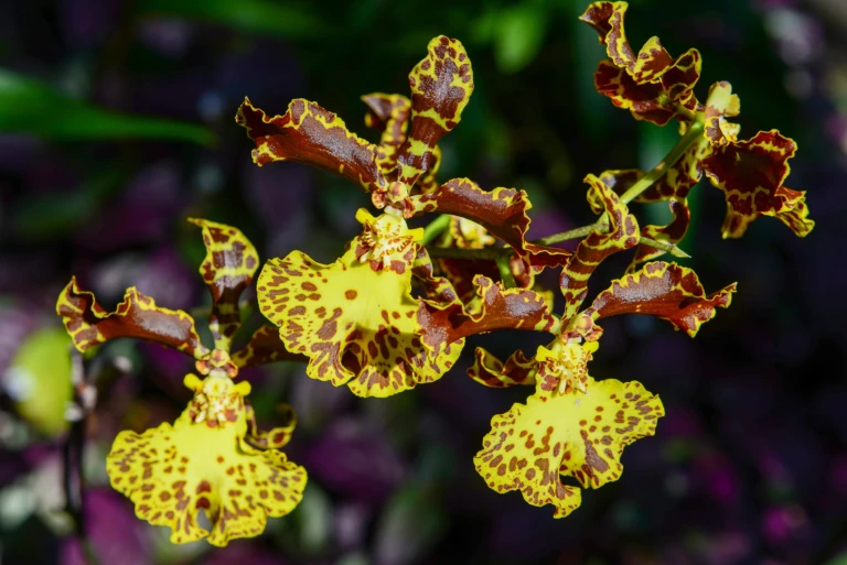 Orchids at the botanical garden