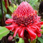 Botanical garden, Onomea Bay