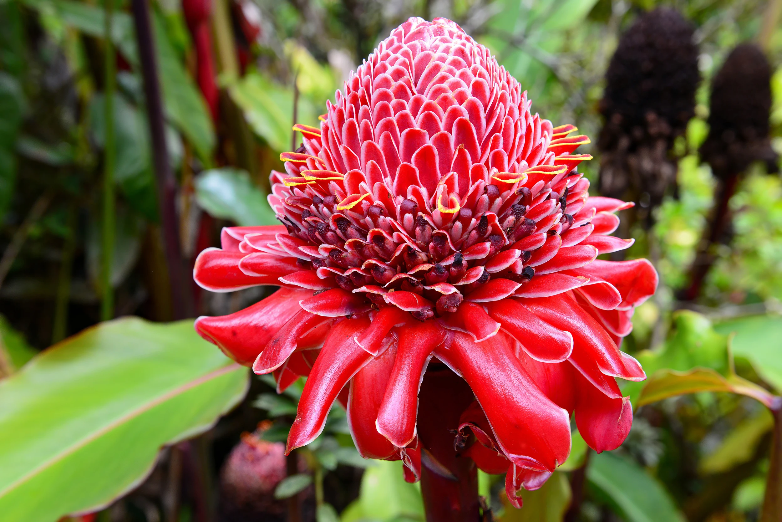 Botanical garden, Onomea Bay, Hawaii – photo by Reiner Boehme