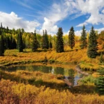Beaver pond