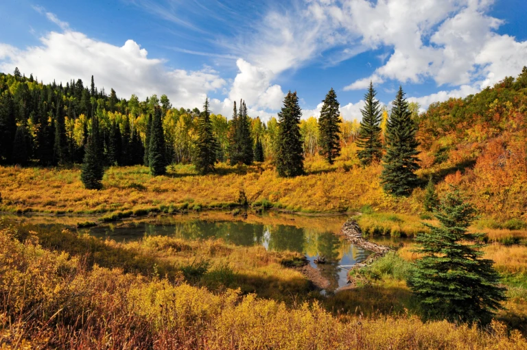 Beaver pond