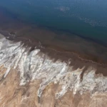 Flamingoes