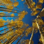 Aspen trees