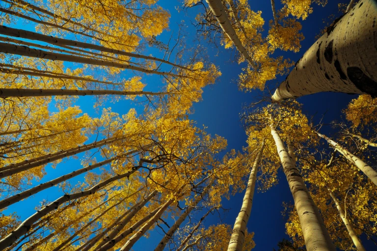 Aspen trees