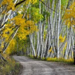 Last Dollar Road