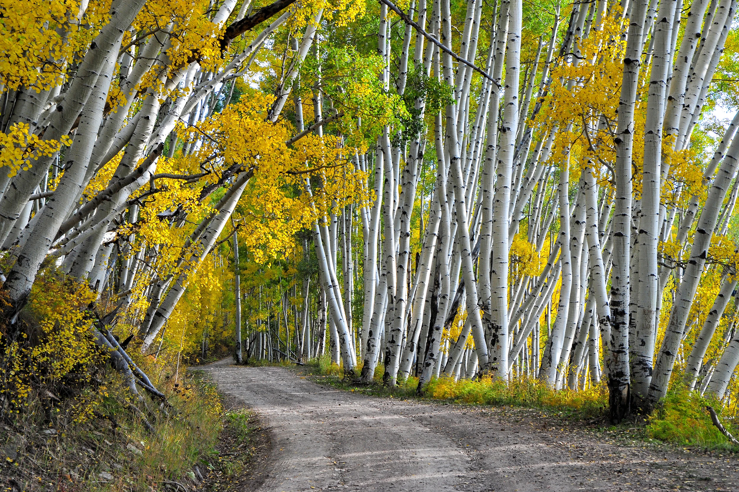 Last Dollar Road, Colorado – photo by Reiner Boehme