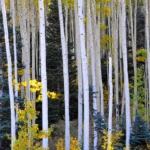 Aspen