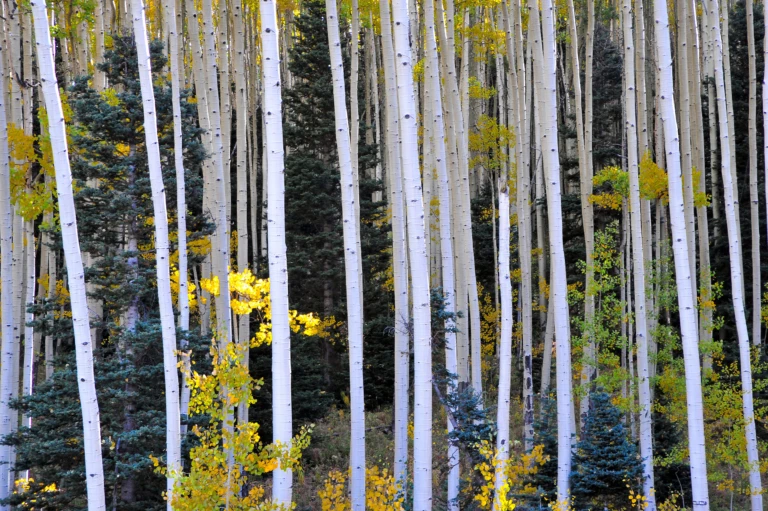 Aspen