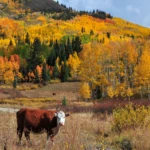 Colorado autumn colors