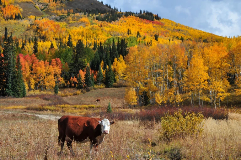 Colorado autumn colors