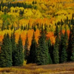 Many colors