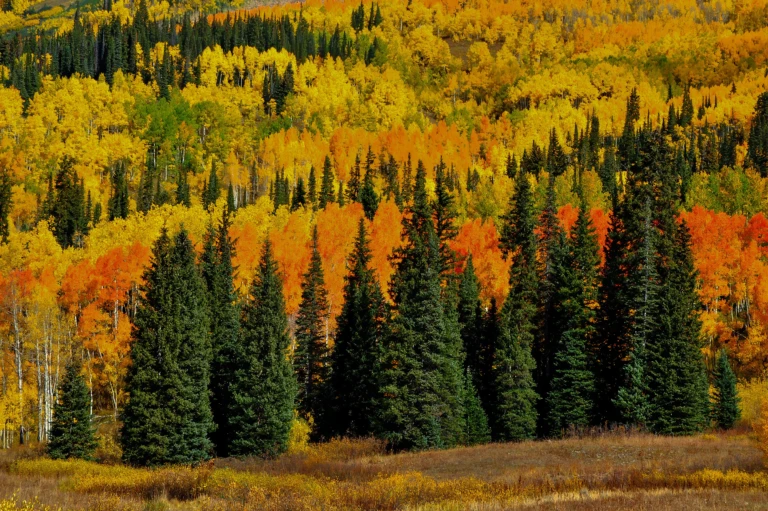 Many colors
