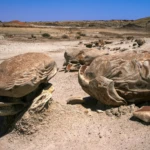 Bisti