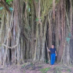 Banyan tree