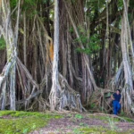 Banyan tree