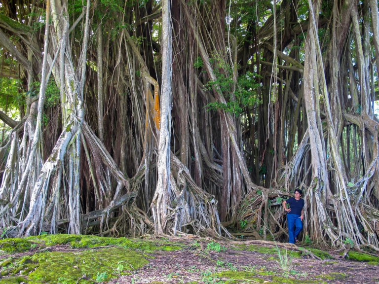 Banyan tree