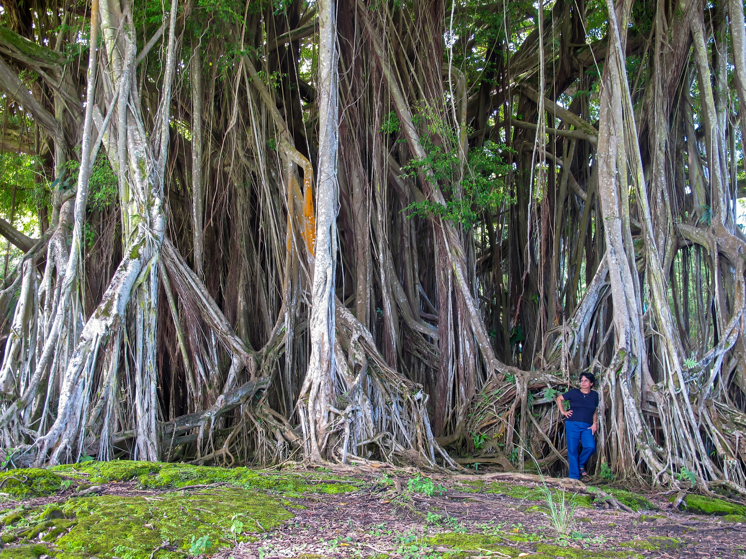 Banyan tree, Hawaii – photo by Reiner Boehme