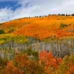 Colorado autumn colors