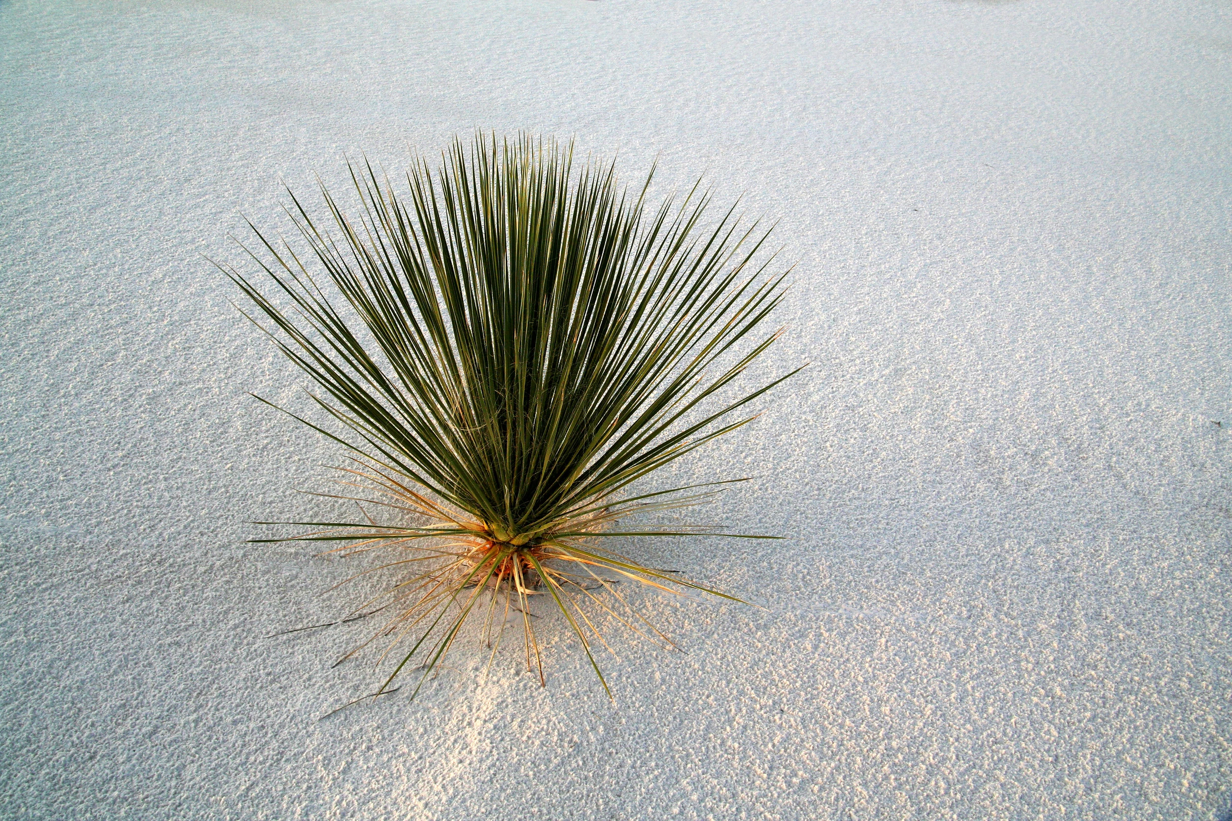 WS20, White Sands – photo by Reiner Boehme