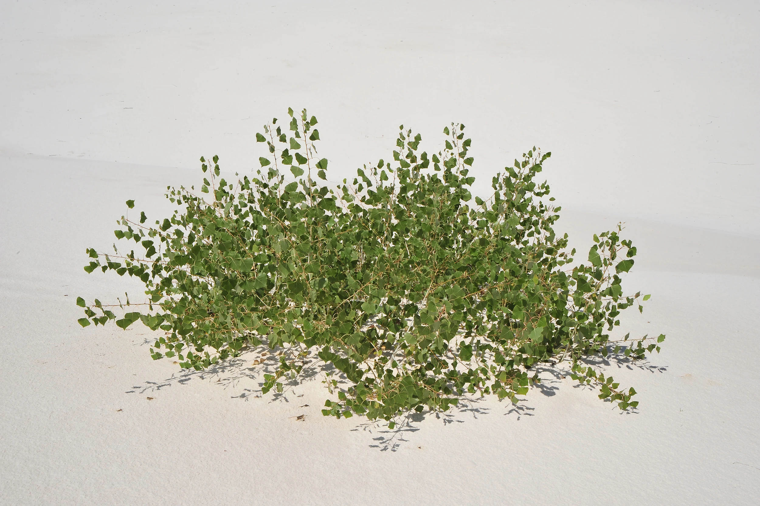 Green, White Sands – photo by Reiner Boehme