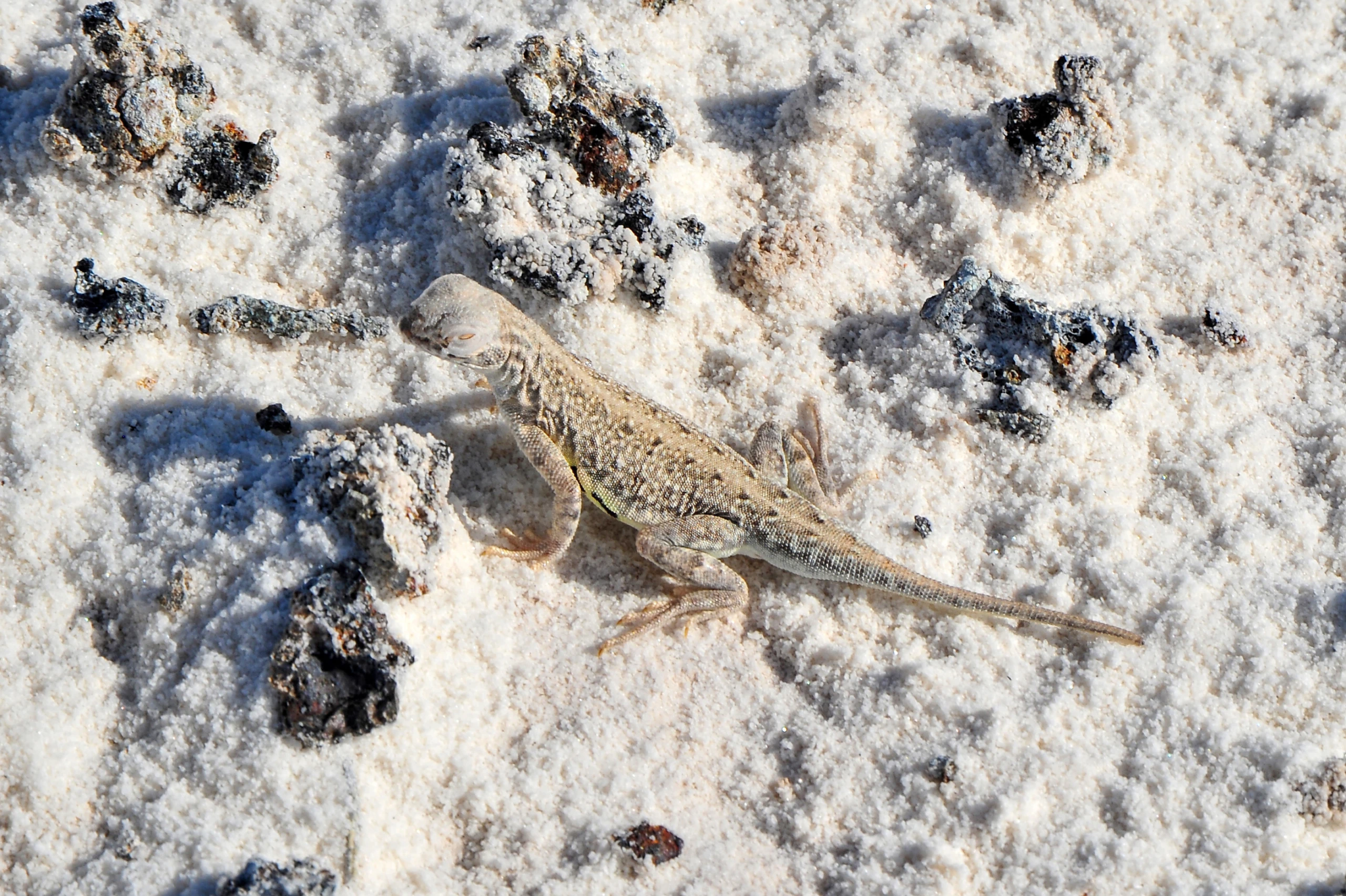 Bleached earless Lizard, White Sands – photo by Reiner Boehme