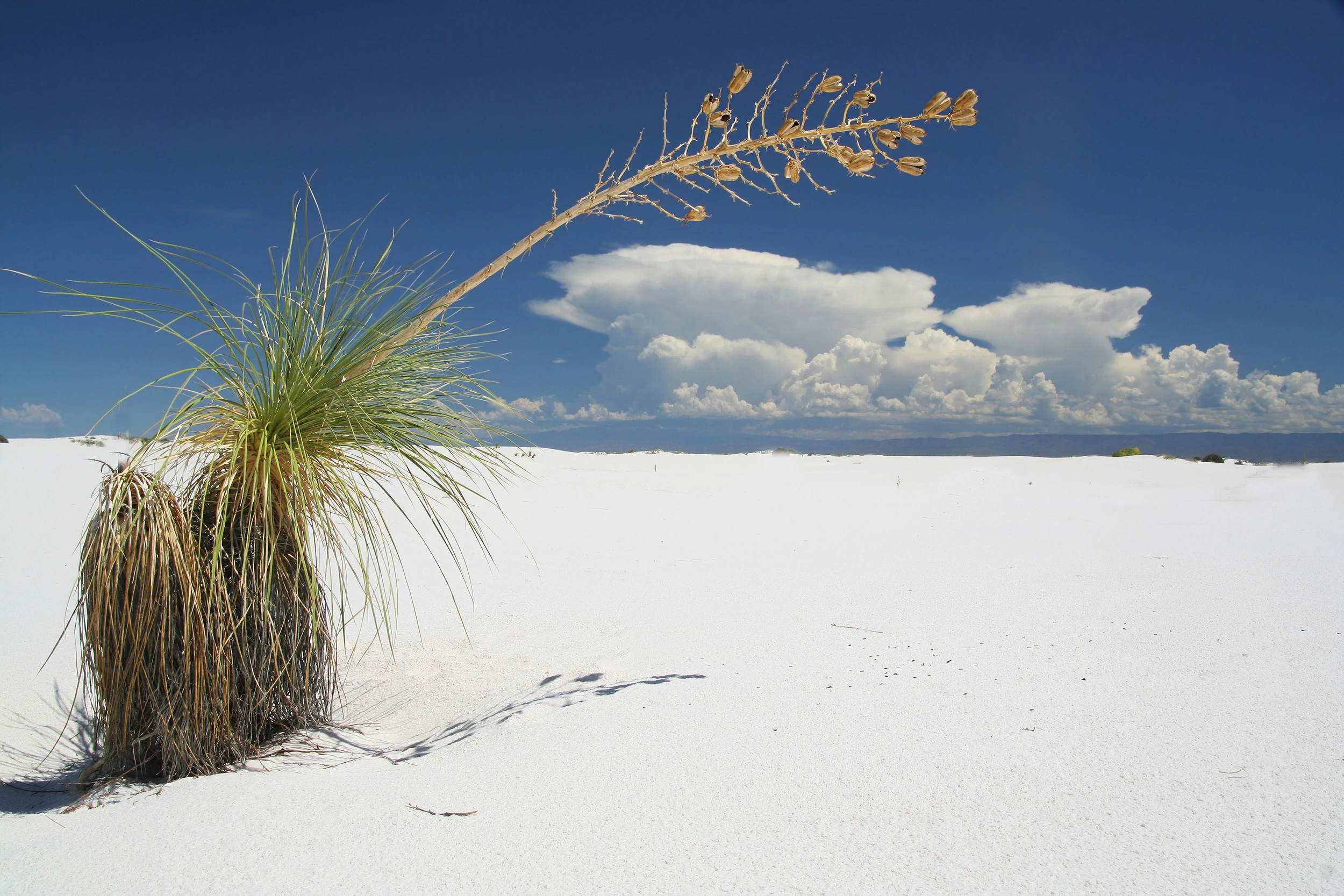 WS19, White Sands – photo by Reiner Boehme